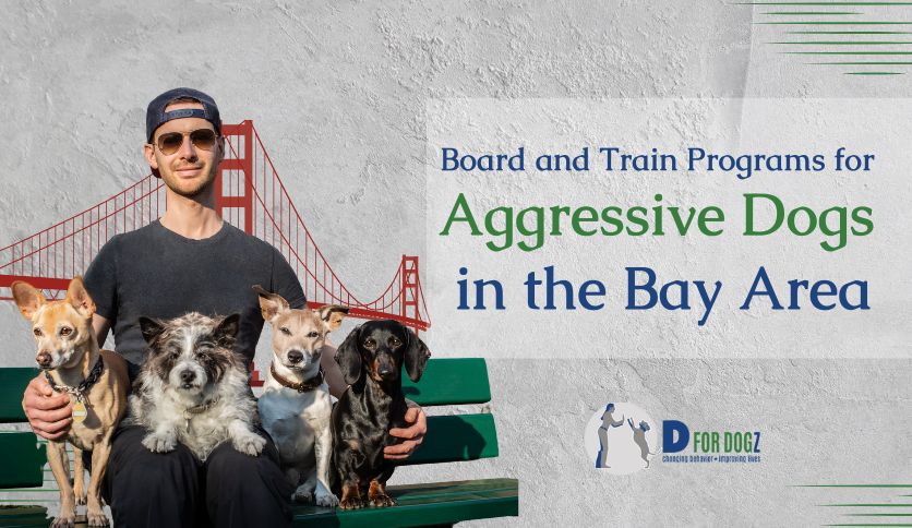 Board and Train Programs for aggressive dogs in the bay