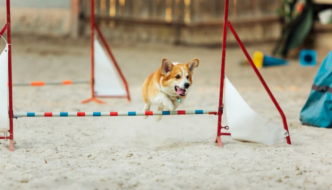 Corgi running in an obstacle