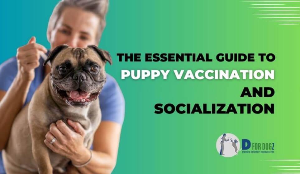 Essential Guide to Puppy Vaccination and Socialization