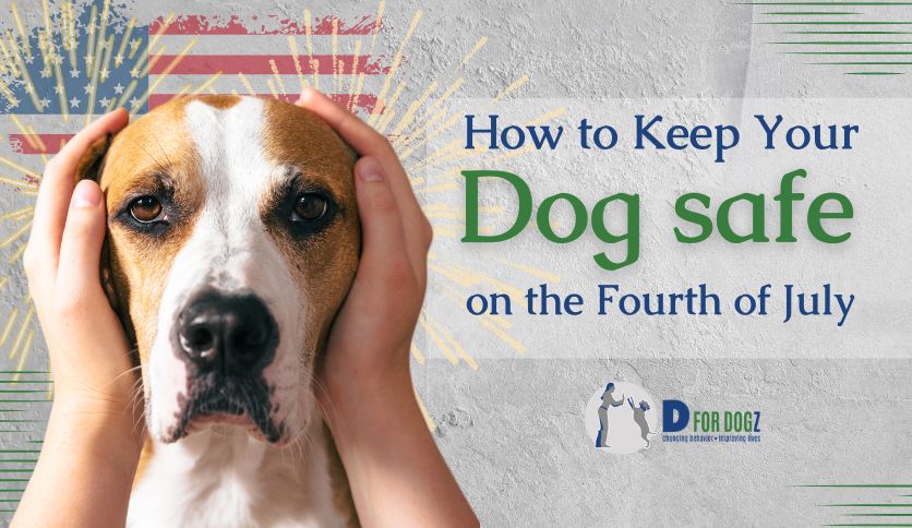 How to keep your dog safe