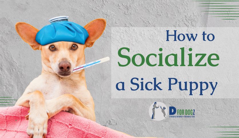 How to socialize a sick puppy