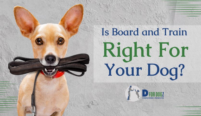Is Board and Train Right for Your Dog