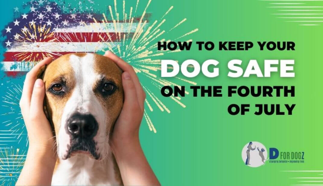 Keep Your Dog Safe
