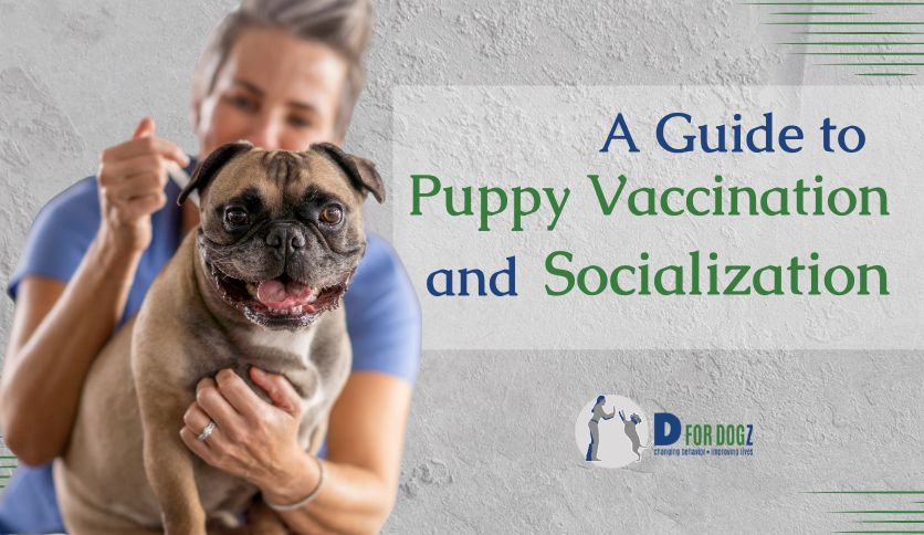 Puppy Vaccination and Socialization