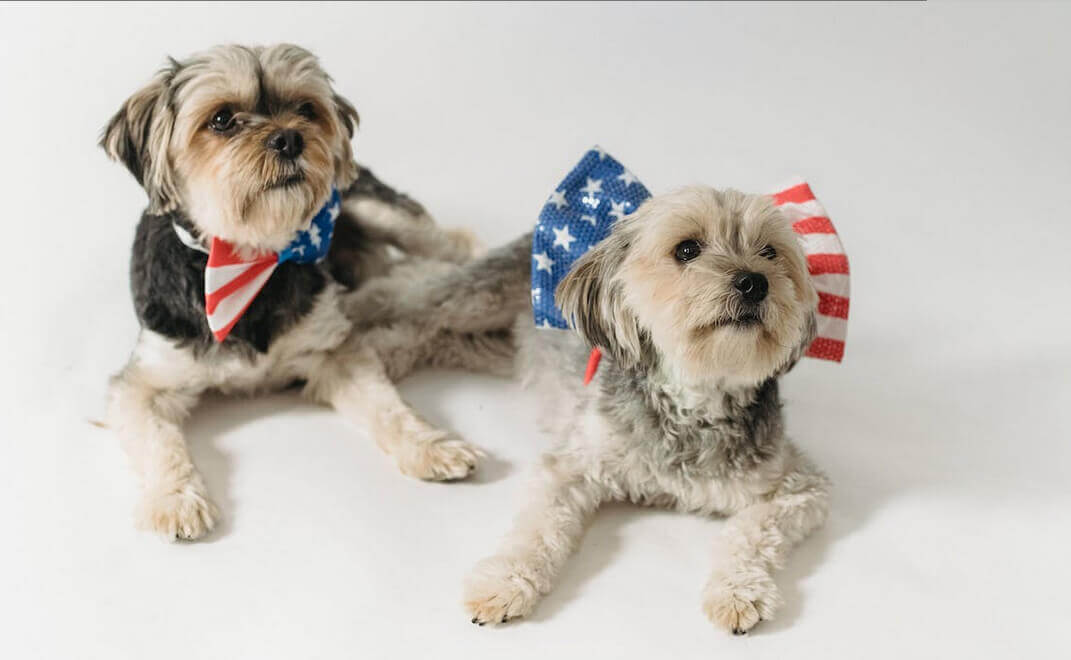 Dogs wearing American Flag-themed ribbons
