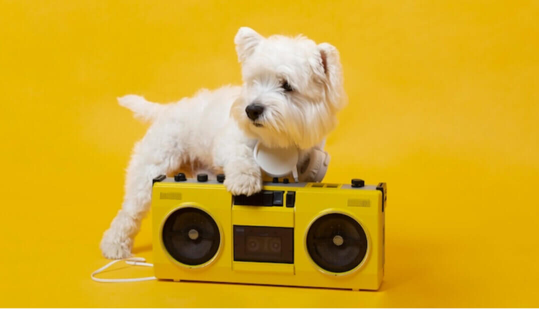 Puppy on a cassette player