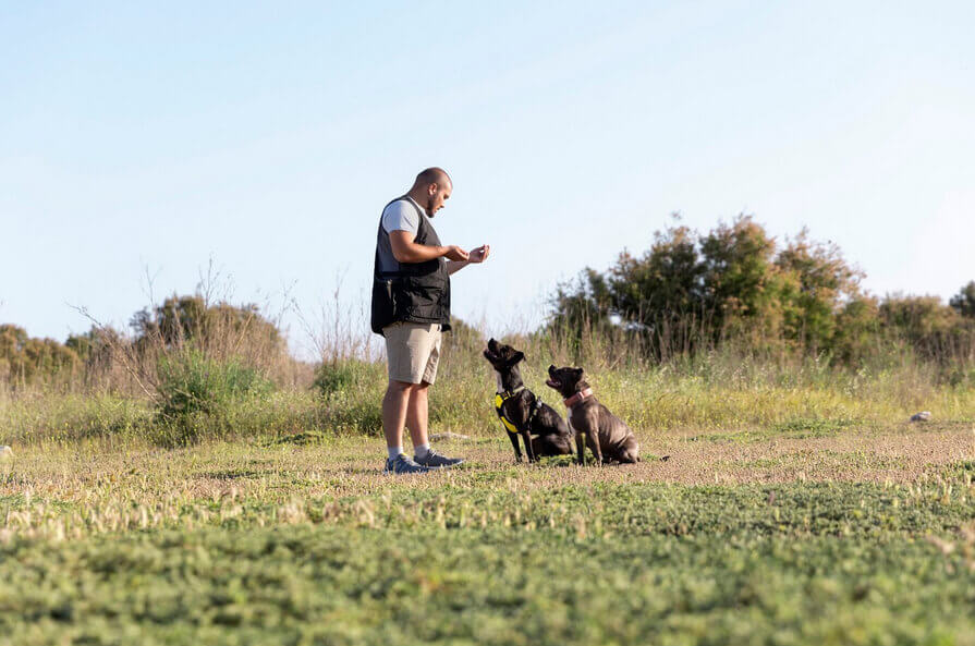 Man training his two dogs outdoors