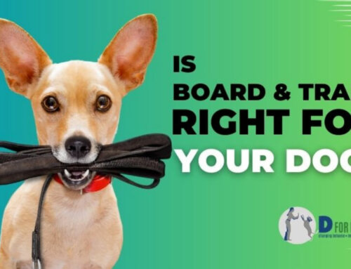 Is Board and Train Right for Your Dog? Insider Tips from a Bay Area Expert