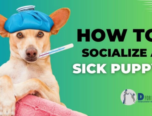 Socialization Strategies for Sick Puppies: Nurturing Connections During Illness