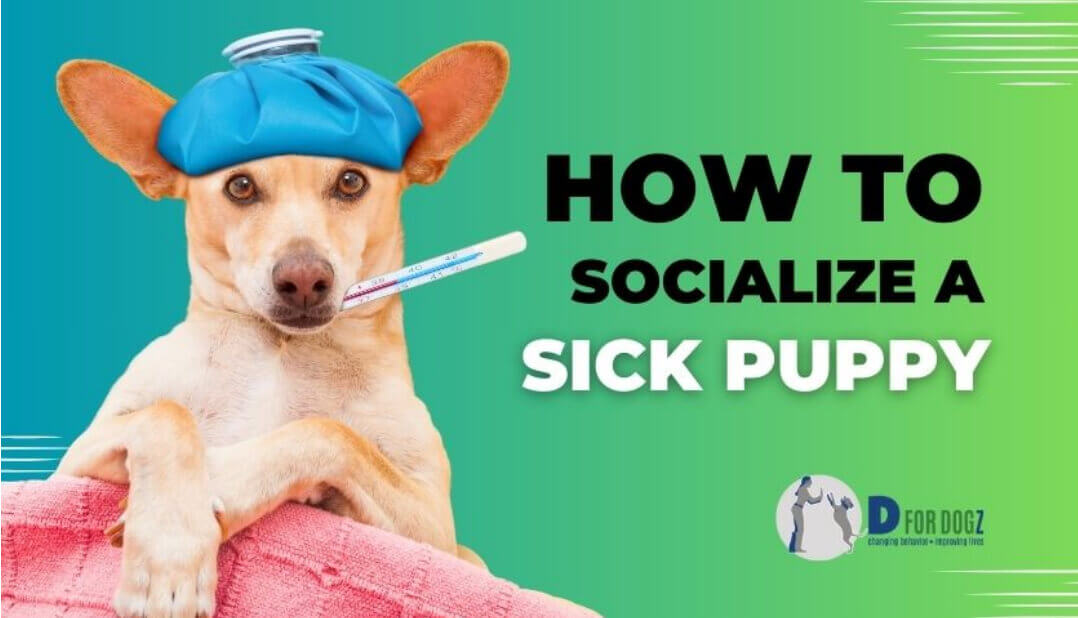socialize sick puppy