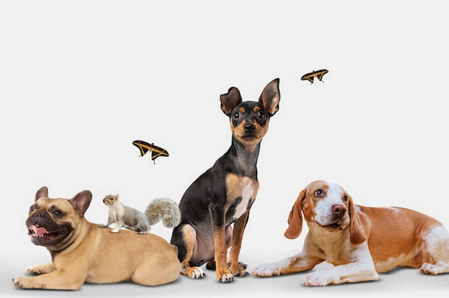 Animals on the background with dog, squirrel and butterflies