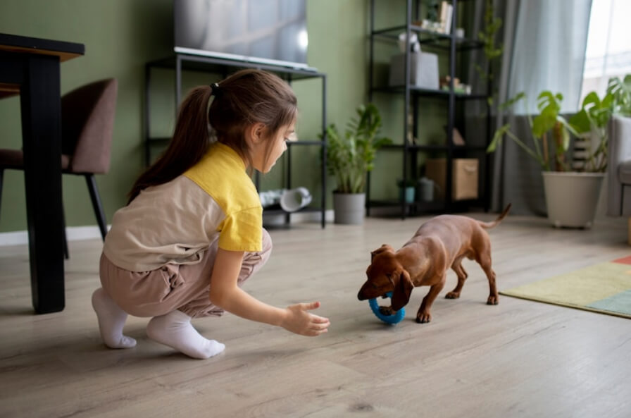 Beautiful dachshund playing with kid 