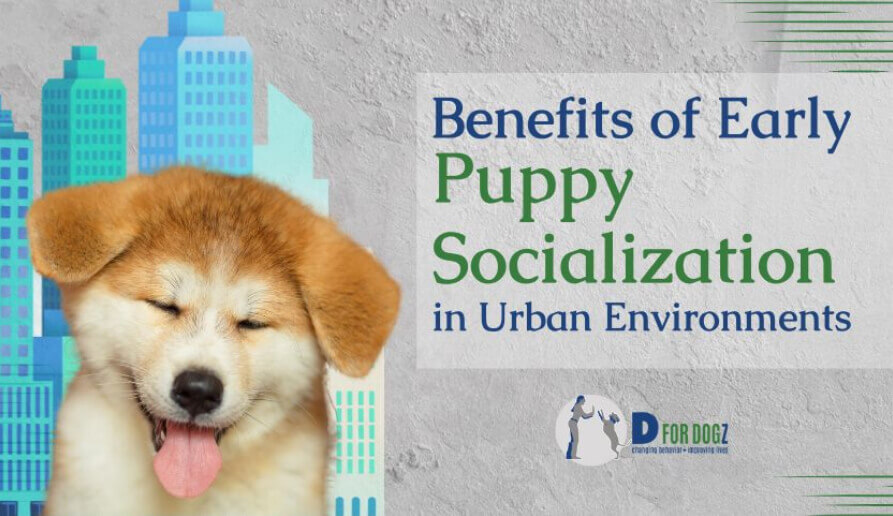 Benefits of early puppy socialization