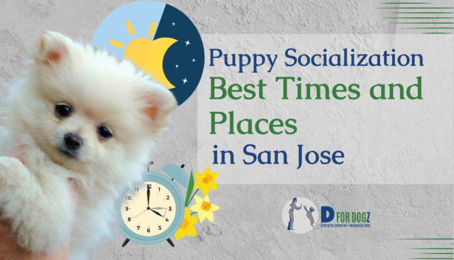 Puppy socialization Best times and places