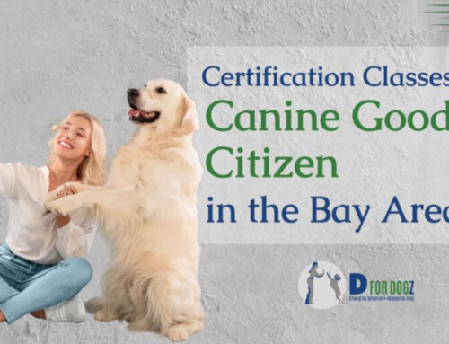 Canine Good Citizen (CGC) Certification Classes in the Bay Area