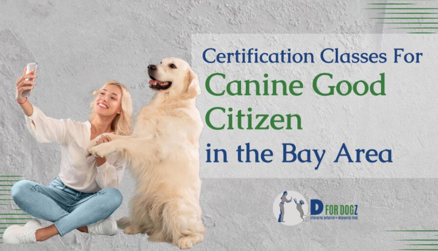 Canine good citizen training