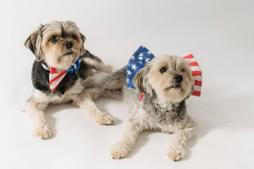 Cute purebred dogs with accessories with American flag 