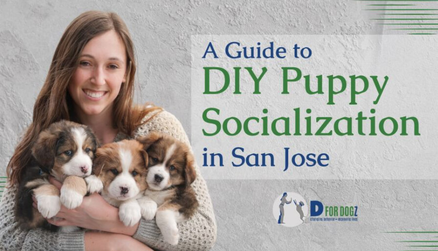 DIY Puppy Socialization Tips in San Jose