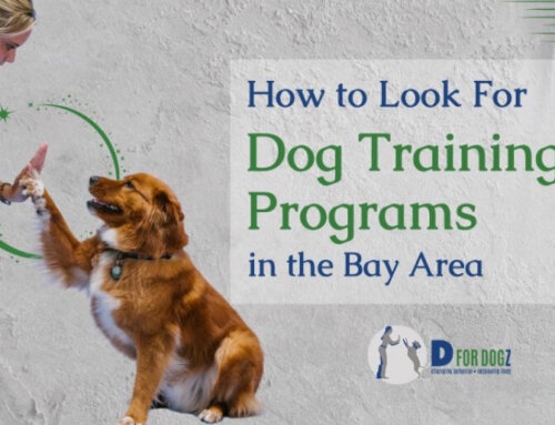 Affordable Dog Training Programs in the Bay Area