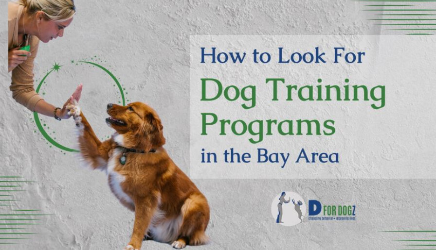 Dog training Programs
