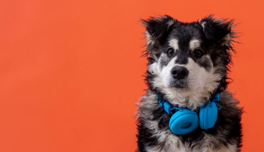 Dog with headphones on neck 