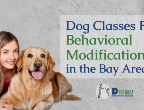 Behavioral Modification Dog Classes in the Bay Area