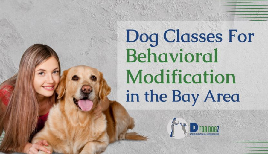 Dogs behavioral Classes modification