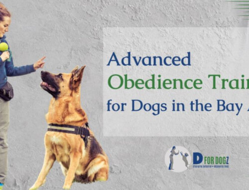 Advanced Obedience Training for Dogs in the Bay Area