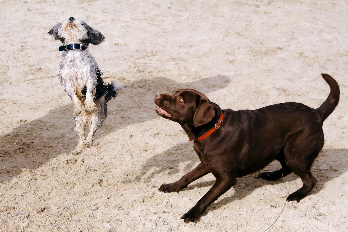 Dogs playing 