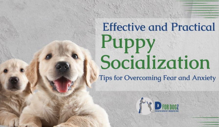 Effective and Practical Puppy socialization