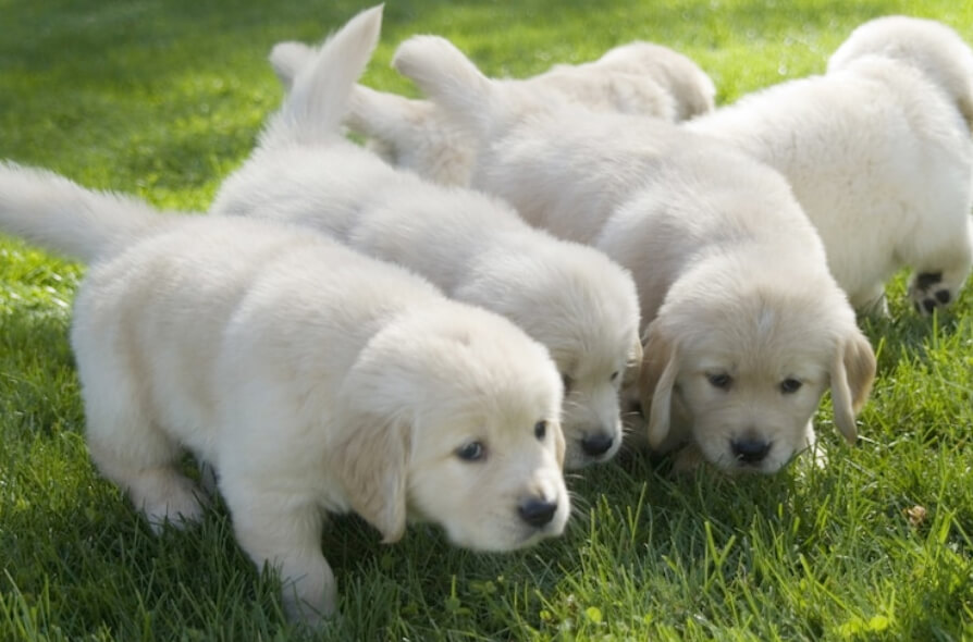 Golden Retriever puppies sniffing on the ground 