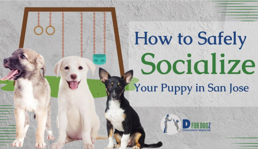 How to safely socialize your puppy