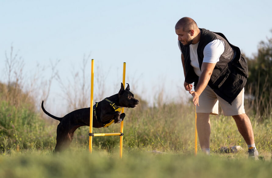 Maximizing your dog training invest