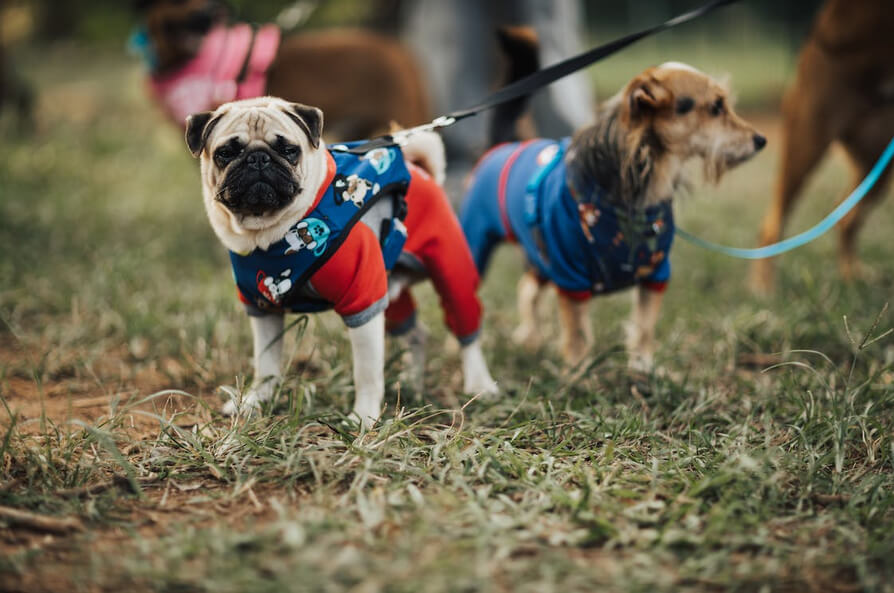 Pug and Yorkshire Terrier on Leashes in neutral grounds