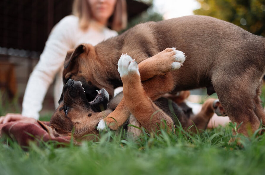 Puppies playing aggressively