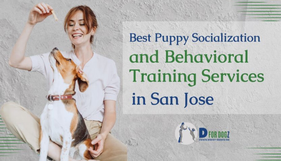 Puppy behavioral training services