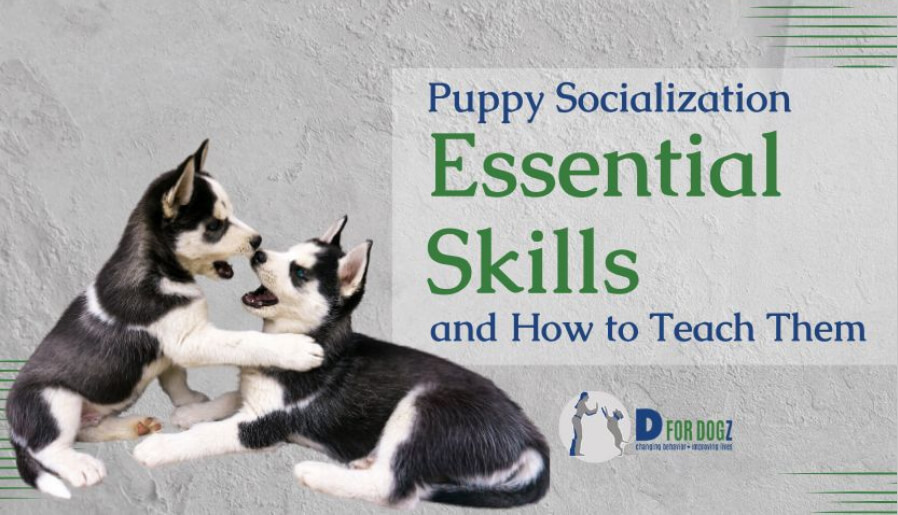 Puppy socialization essential skills