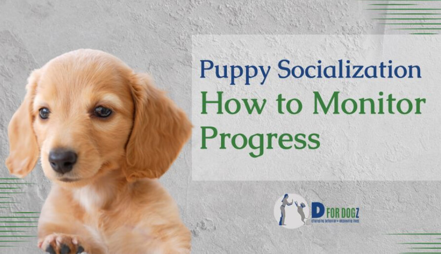 Puppy socialization how to monitor progress