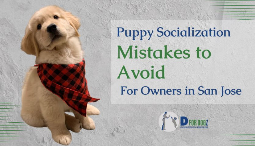 Puppy socialization mistakes to avoid