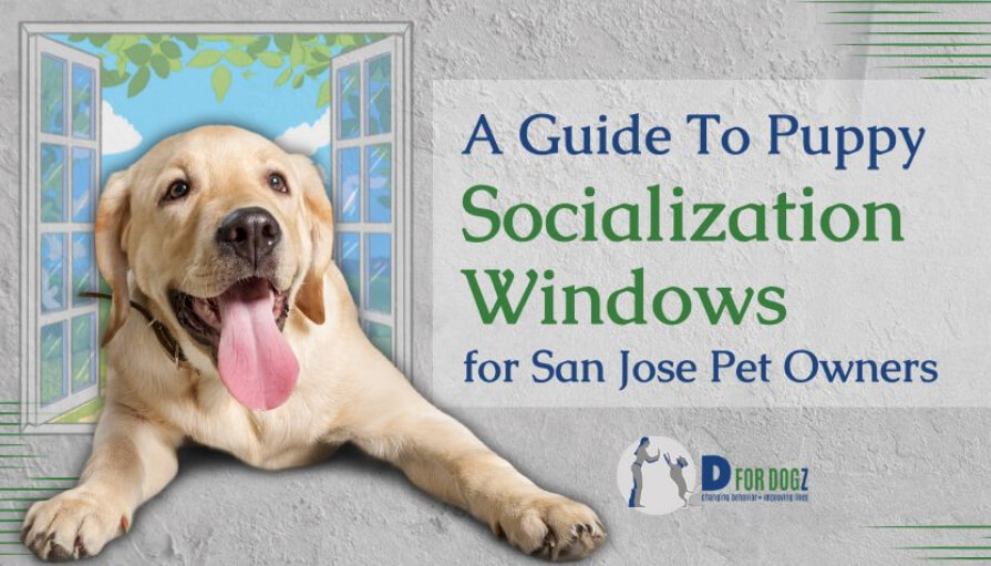 Puppy socialization windows
