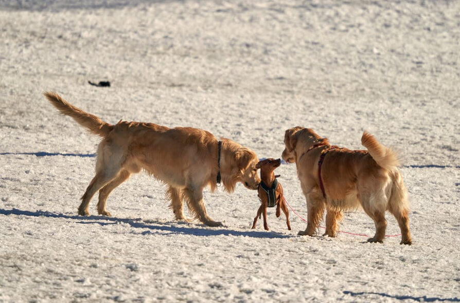 Two Golden Retrievers Playing with a Smaller Dog on a Field