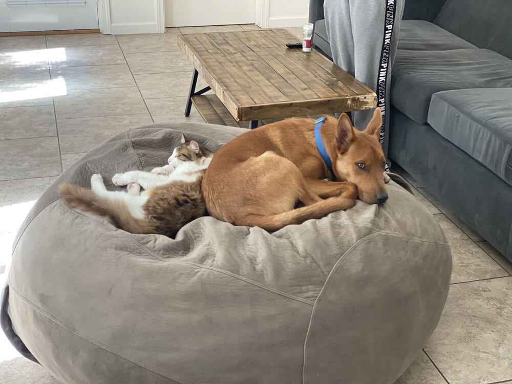 Stacie’s dog, Duke with her cat