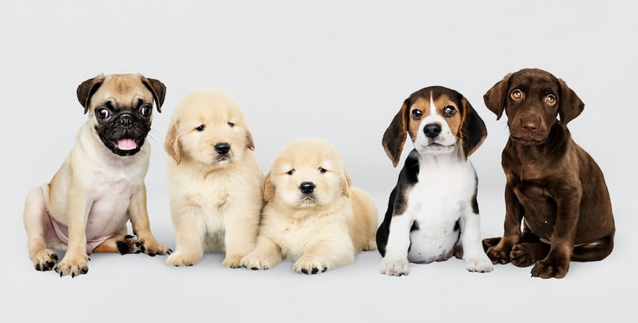 Five adorable puppies 
