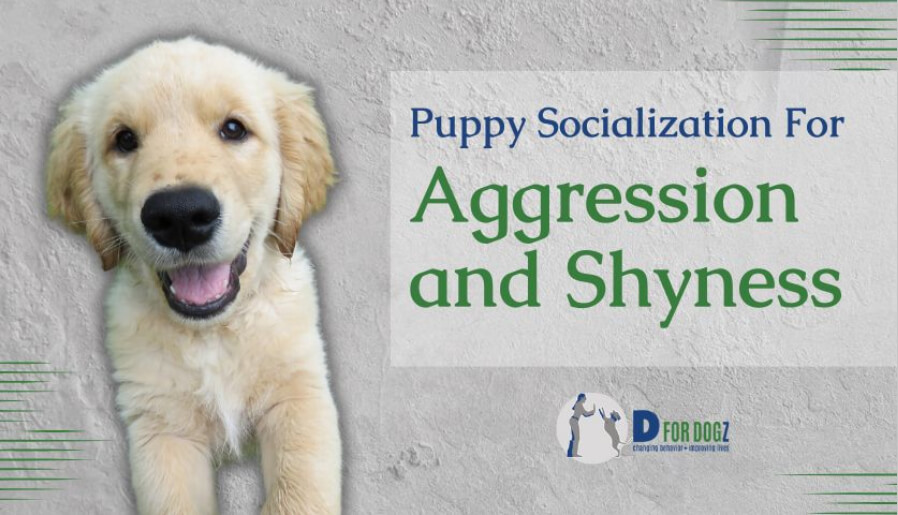 Puppy Socialization for Aggression and Shyness
