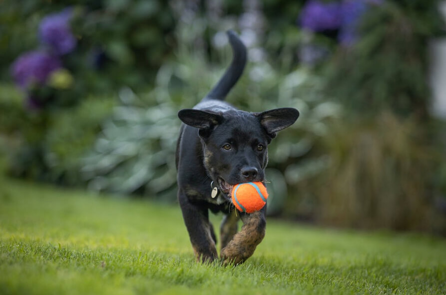 Close-up of a Black Dog with a Ball 