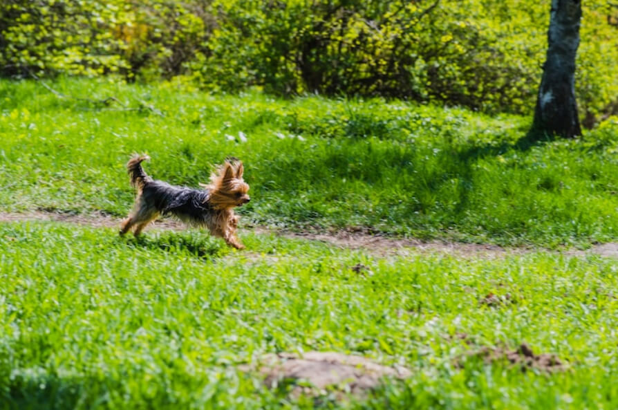 Cute puppy running in the park