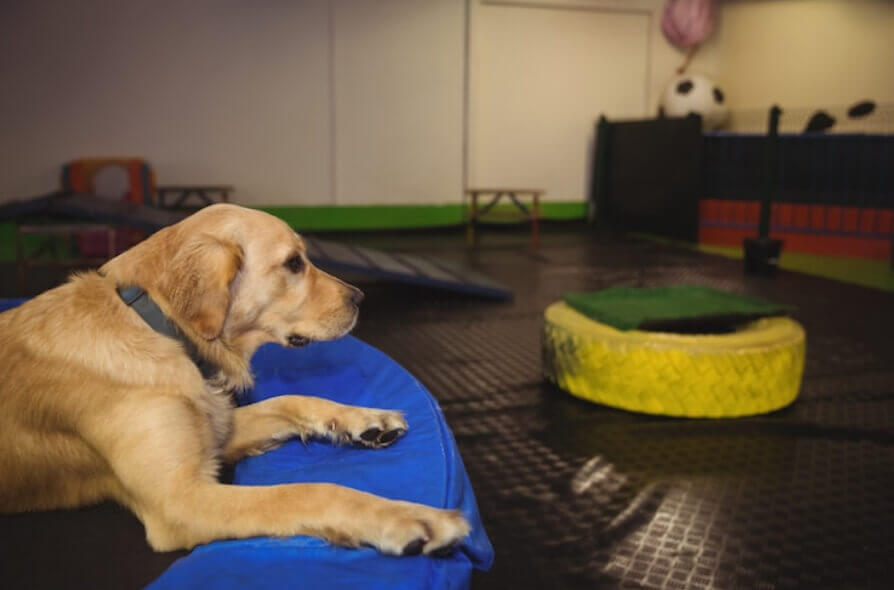 Dog on a training facility