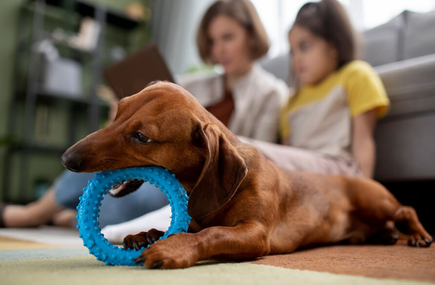 dogs chewing toy