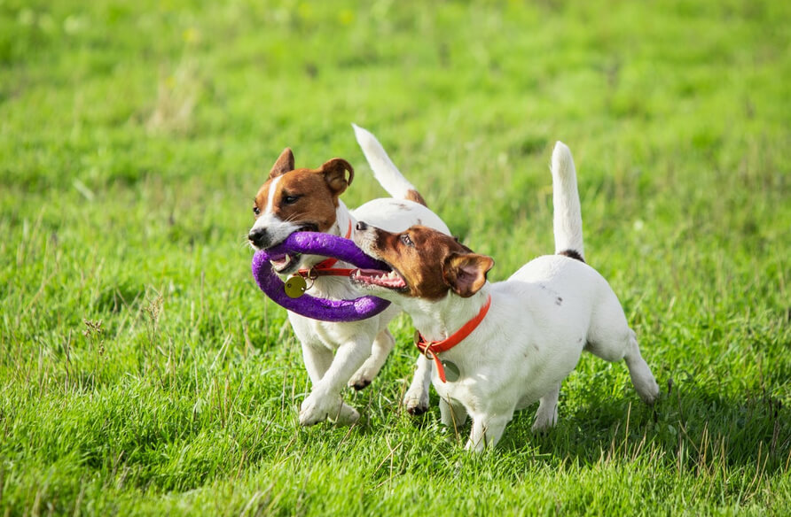 dogs playing with behavioral adjustment