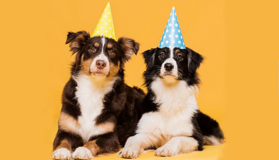 Dogs with party hats